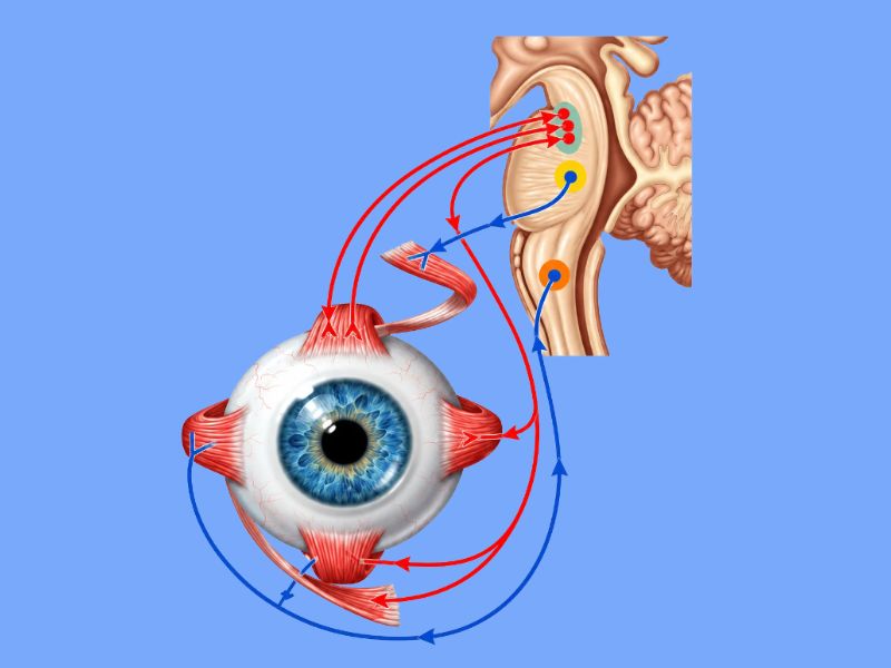 Cranial Nerve Palsies